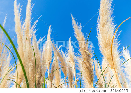 潘帕斯草 / 秋天到來圖像 潘帕斯草 / 秋天到來圖像 82840995