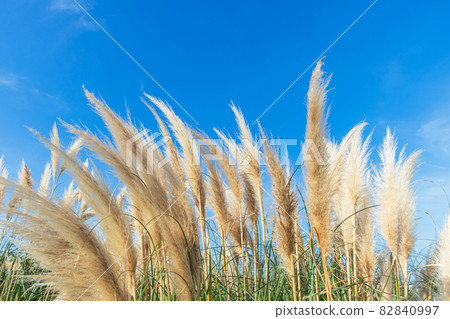潘帕斯草 / 秋天到來圖像 82840997