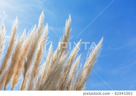 潘帕斯草 / 秋天到來圖像 潘帕斯草 / 秋天到來圖像 82841001