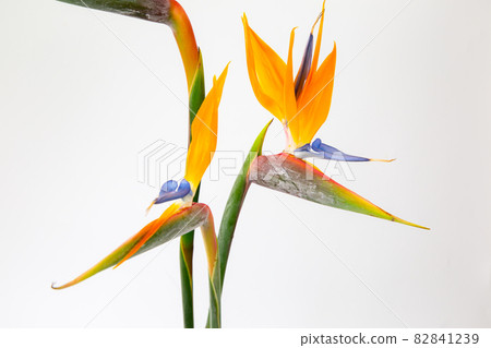 Strelitzia (Strelitzia) Strelitzia (Strelitzia) 82841239