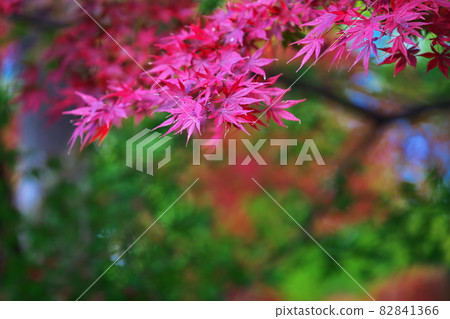 Autumn leaves hunting season holidays Autumn leaves hunting season holidays 82841366