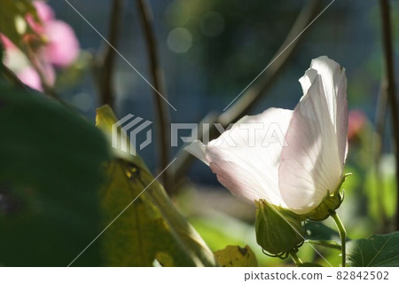 Fuyo where the sun shines. 82842502