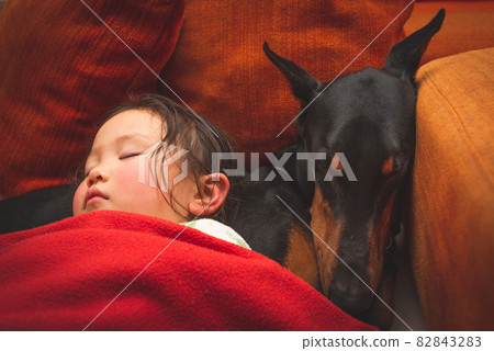 杜賓和孩子睡在一起 82843283