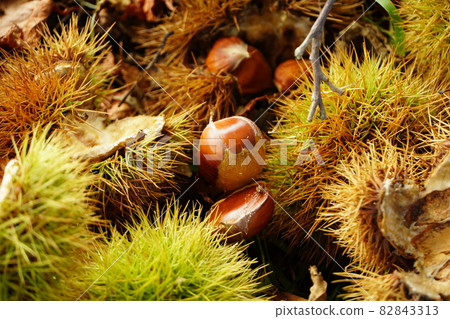 掉在地上的野栗子 掉在地上的野栗子 82843313