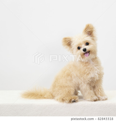 Chai-chan of Chiwapu who sits down and smiles Chai-chan of Chiwapu who sits down and smiles 82843318