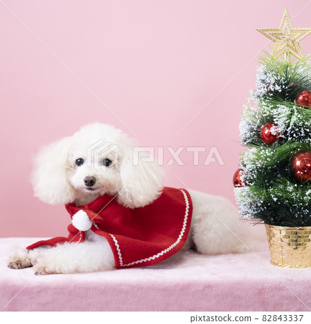 Toy poodle dressed in Christmas tree and Santa Claus costume 82843337