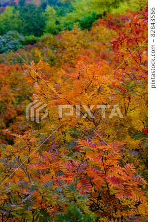 Fukuzawa curl's autumn leaves Fukuzawa curl's autumn leaves 82843566