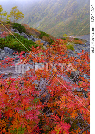 Fukuzawa curl's autumn leaves 82843584