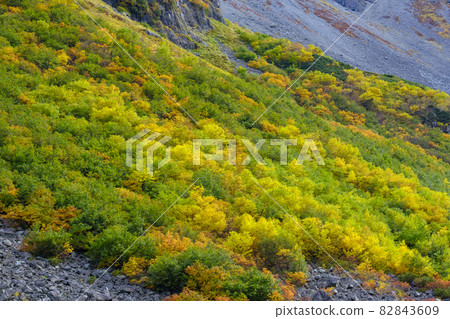 Fukuzawa curl's autumn leaves Fukuzawa curl's autumn leaves 82843609