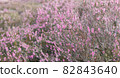 Common Heather Flowers, Calluna vulgaris, Lueneburg Heath, Germany 82843640
