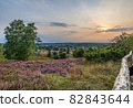 Common Heather Flowers, Calluna vulgaris, Lueneburg Heath, Germany 82843644
