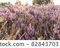 Common Heather Flowers, Calluna vulgaris, Lueneburg Heath, Germany 82843703