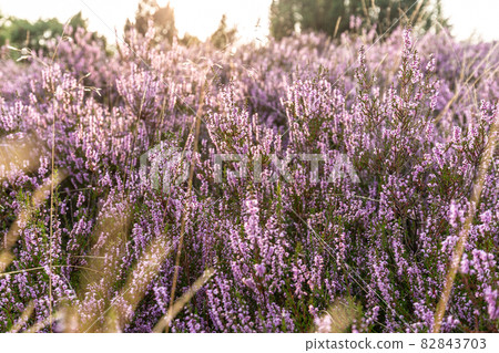 Common Heather Flowers, Calluna vulgaris, Lueneburg Heath, Germany Common Heather Flowers, Calluna vulgaris, Lueneburg Heath, Germany 82843703