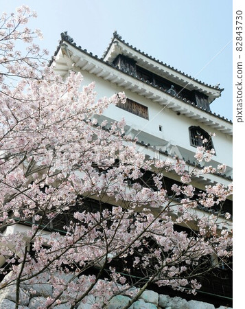 Iwakuni Castle castle tower and cherry blossoms (Iwakuni City, Yamaguchi Prefecture) 82843730
