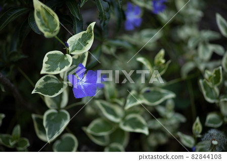 長春花 長春花 82844108