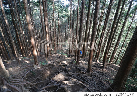 Climbing Bonooreyama in Hanno City, Saitama Prefecture, on October 3, 2021 Climbing Bonooreyama in Hanno City, Saitama Prefecture, on October 3, 2021 82844177