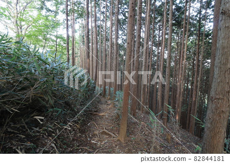 2021 年 10 月 3 日在埼玉縣飯能市攀登娑羅山 2021 年 10 月 3 日在埼玉縣飯能市攀登娑羅山 82844181