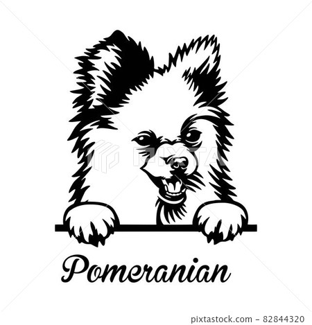 Pomeranian Peeking Dog - head isolated on white 82844320