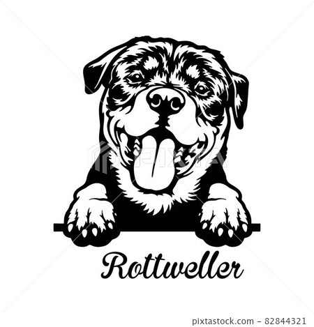 Rottweiler Peeking Dog - head isolated on white 82844321
