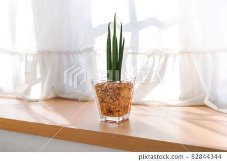 Ornamental plants placed by a sunny window Ornamental plants placed by a sunny window 82844344