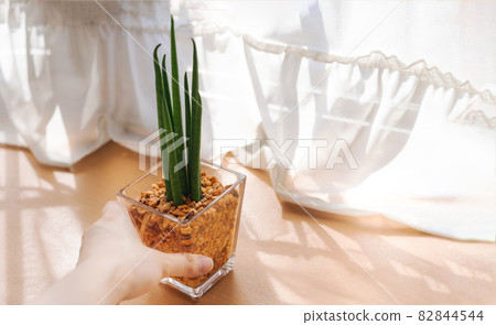 由陽光明媚的窗戶放置的觀賞植物 82844544