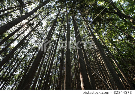 2021 年 10 月 3 日在埼玉縣飯能市攀登娑羅山 2021 年 10 月 3 日在埼玉縣飯能市攀登娑羅山 82844578