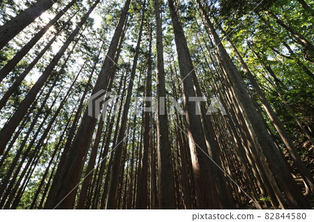 Climbing Bonooreyama in Hanno City, Saitama Prefecture, on October 3, 2021 Climbing Bonooreyama in Hanno City, Saitama Prefecture, on October 3, 2021 82844580