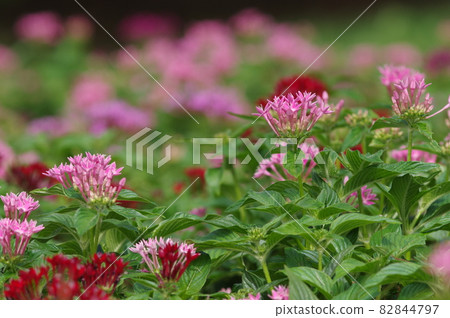 Pink pentas flowers are in bloom on the flowerbeds of the park. The scientific name is Pentas lanceolata. Pink pentas flowers are in bloom on the flowerbeds of the park. The scientific name is Pentas lanceolata. 82844797