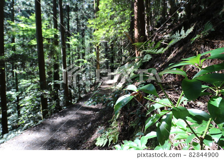 Climbing Bonooreyama in Hanno City, Saitama Prefecture, on October 3, 2021 Climbing Bonooreyama in Hanno City, Saitama Prefecture, on October 3, 2021 82844900