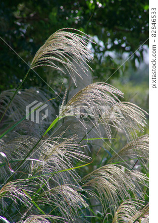 Miscanthus sinensis that lowers ears in autumn Miscanthus sinensis that lowers ears in autumn 82846533