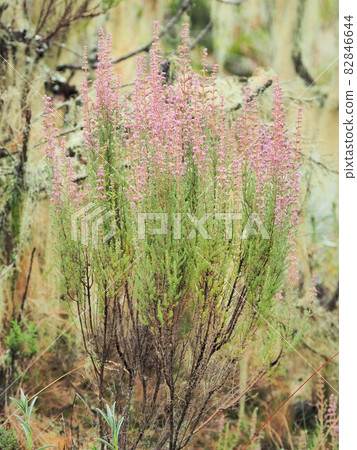 Kilimanjaro plants Kilimanjaro plants 82846644