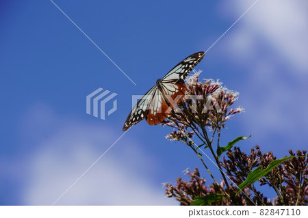 A migratory butterfly "Chestnut tiger" that travels over the sea for more than 1,000 km. Its ecology has not yet been elucidated. 82847110