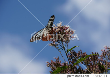 A migratory butterfly "Chestnut tiger" that travels over the sea for more than 1,000 km. Its ecology has not yet been elucidated. 82847111
