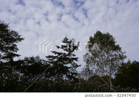 忽然,晴朗的秋空,出現了鱗片雲。我覺得那是秋天般的天空。 忽然,晴朗的秋空,出現了鱗片雲。我覺得那是秋天般的天空。 82847450