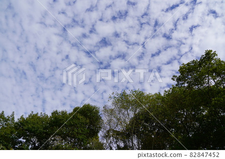 忽然，晴朗的秋空，出現了鱗片雲。我覺得那是秋天般的天空。 82847452