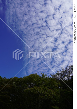 忽然,晴朗的秋空,出現了鱗片雲。我覺得那是秋天般的天空。 忽然,晴朗的秋空,出現了鱗片雲。我覺得那是秋天般的天空。 82847453