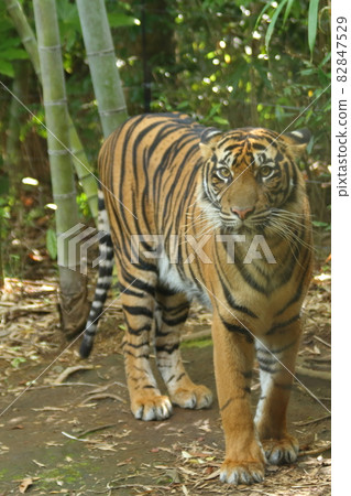 Ridiculous tiger Ridiculous tiger 82847529