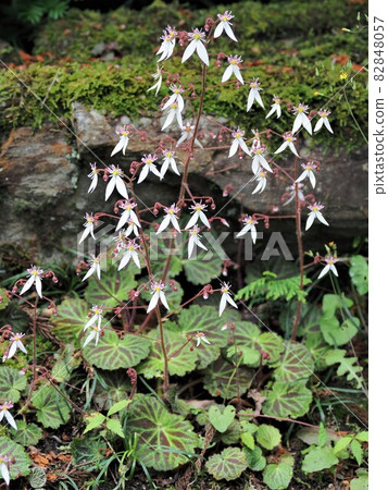 Wild grass, Saxifraga fortunei Wild grass, Saxifraga fortunei 82848057