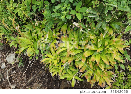 高山植物 Heloniopsis orientalis 82848066