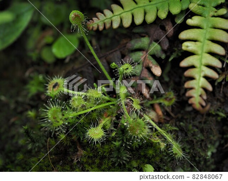 肉食植物，圓葉茅膏菜 82848067