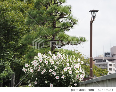 可以看到許多Mukuge花的風景 82848083