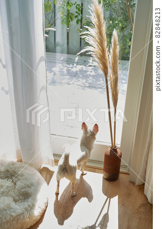 看庭院的白狗奇瓦瓦狗和潘帕斯草 看庭院的白狗奇瓦瓦狗和潘帕斯草 82848213