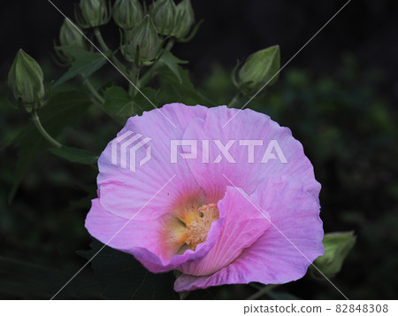 Drunken Furong Drunken Furong 82848308