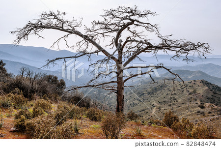 Dead pine tree with wide spread dry branches stands alone over mountains landscape 82848474