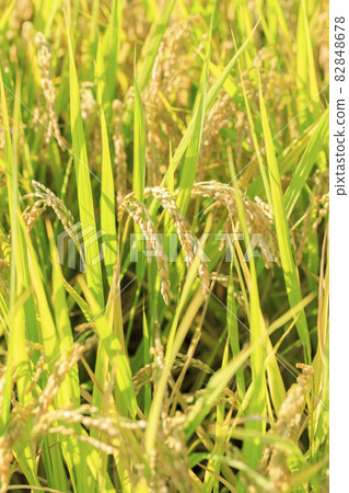 Autumn rice 82848678