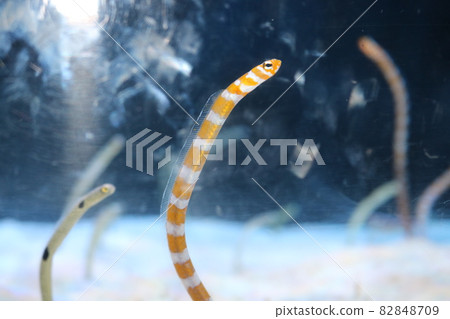 Chinese eel 82848709