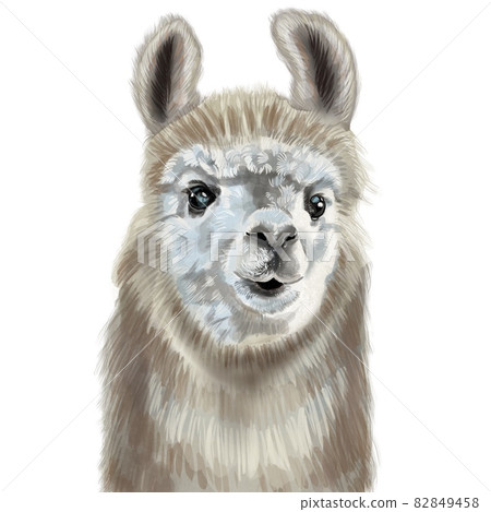Watercolor portrait of alpaca. Realistic illustration. Cute llama 82849458