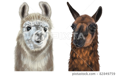 Watercolor portrait of the Lama. Alpaca illustration. Isolated on a white background 82849759