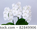迷你蝴蝶蘭“Shirasagi” 82849906