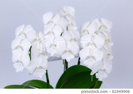 Mini Phalaenopsis "Shirasagi" 82849906
